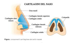 Struttura del naso: in quali parti del naso agisce la rinoplastica